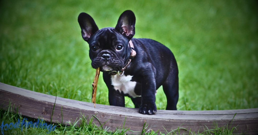 best food for French bulldogs
