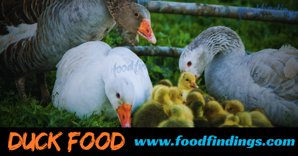 Duck food