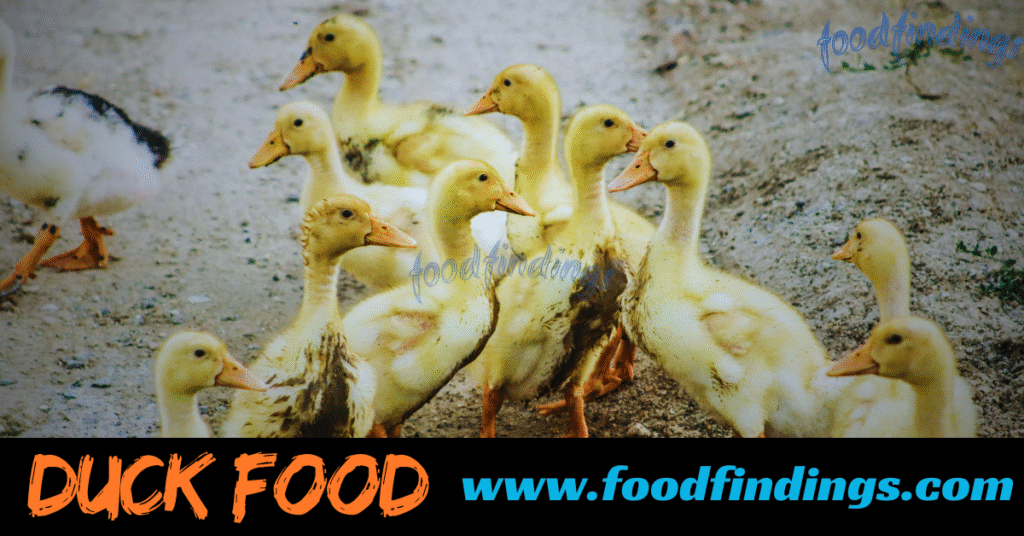 food for duck