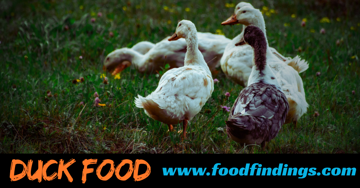 Duck food